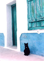 Black Cat Greece
